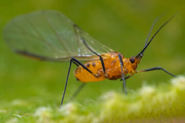 Aphids in the wild, North China