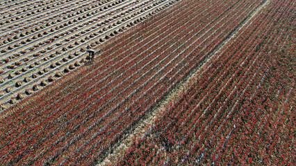 Farmers are harvesting red pepper and taking aerial photos