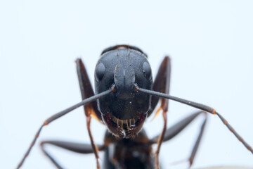 Ants in the wild, North China