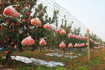 Apples hang on the orchard barbed wire, North China