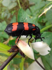 beetle on a flower