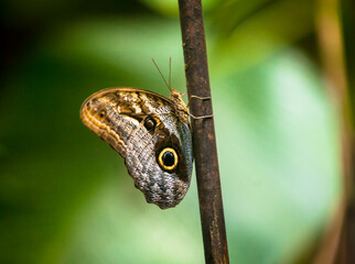 Butterfly on trunk in the forest.