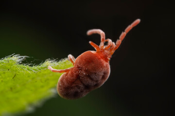 Red mites on wild plants, North China