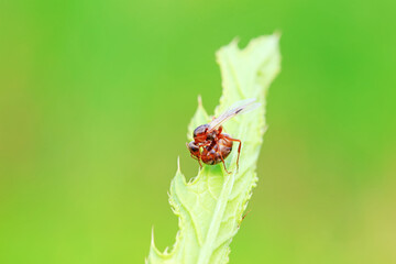 Ants in the wild, North China