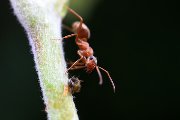 Ants in the wild, North China