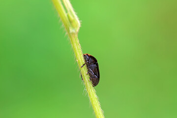 Hispidae family insect crawl on plants, North China