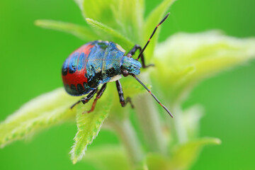 Hemiptera bugs in the wild, North China