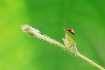 Leaf beetle on wild plants, North China