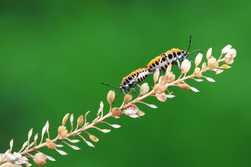 Hemiptera bugs in the wild, North China