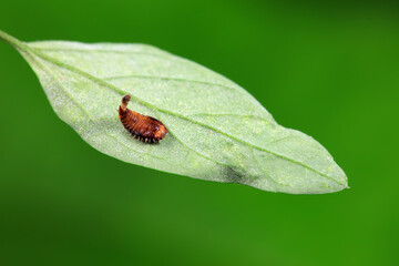 Hispidae family insect crawl on plants, North China