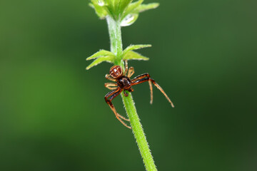 Spiders in the wild, North China
