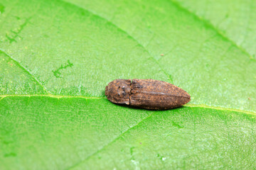 Leaf beetle on wild plants, North China