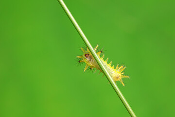 Lepidoptera larvae in the wild, North China