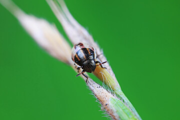 Hemiptera bugs in the wild, North China
