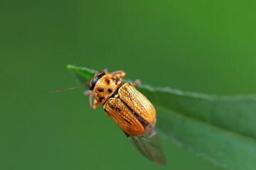 Leaf beetle on wild plants, North China