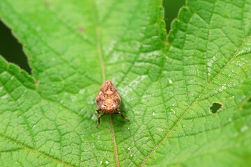 Hemiptera wax Cicadellidae insects on wild plants, North China