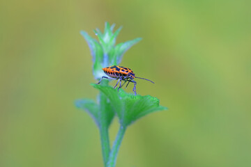 Hemiptera bugs in the wild, North China
