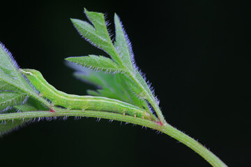 Lepidoptera larvae in the wild, North China