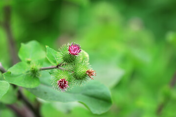 Naklejka na ściany i meble Wild burdock flower, a wild plant, North China