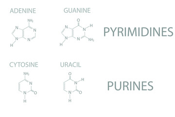 Pyrimidines vs Purines. Molecular skeletal chemical formula.	