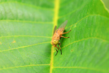 Gadfly on wild plants, North China