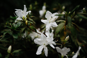 Biały kwiat makro fotografia - biały kwiat dla kobiety