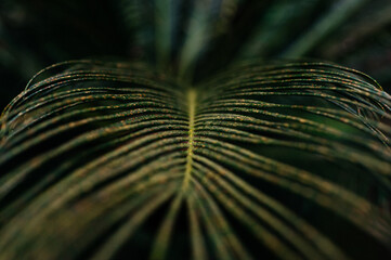 Zielony liść abstrakcyjne zdjęcie natury. Zieleń makro fotografia