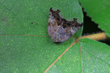 Hemiptera wax Cicadellidae insects on wild plants, North China