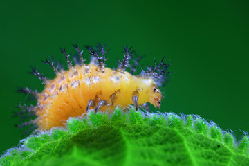 Ladybugs on wild plants, North China
