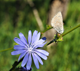 Close-up of a common blue butterfly resting on the plant stem of a blue chicory plant with blurred vegetation in the background.