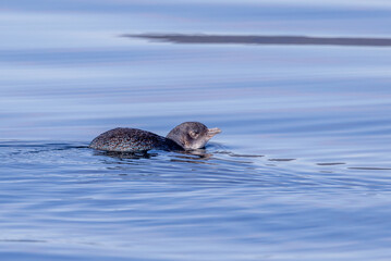 Obraz premium Little Blue or Fairy Penguin in Australasia