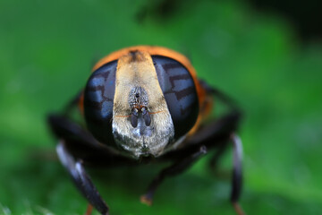 Aphid eating flies in the wild, North China