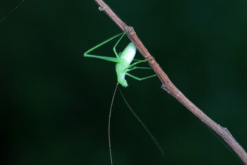 Katydid nymphs in the wild, North China