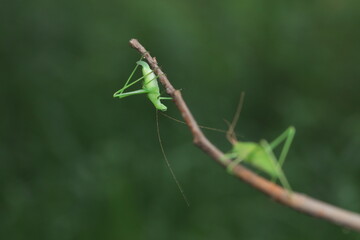 Katydid nymphs in the wild, North China