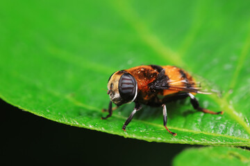 Aphid eating flies in the wild, North China