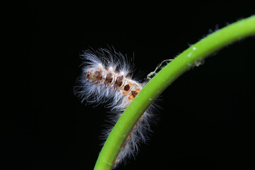 Lepidoptera larvae in the wild, North China
