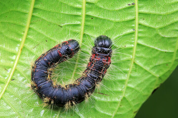 Lepidoptera larvae in the wild, North China