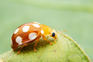 Ladybugs on wild plants, North China