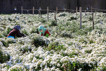 Farmers are picking medicinal white chrysanthemums in the fields, North China