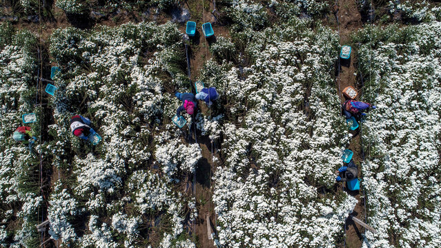 Farmers are picking medicinal white chrysanthemums in the fields, North China