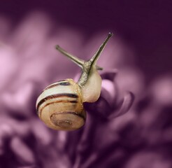 snail on a leaf