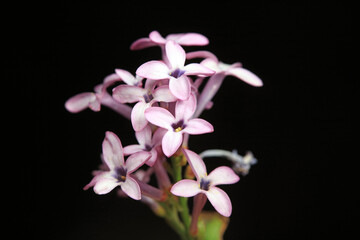 Lilac flowers in the garden, North China