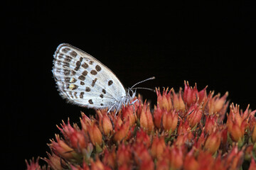 Lepidoptera insects in the wild, North China