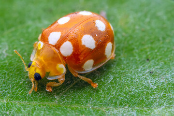 Ladybugs on wild plants, North China