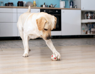 Labrador dog play with paws with small ball at home