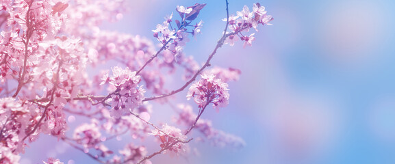 beautiful blooming cherry tree in sunshine isolated on blue sky at the edge of the panoramic, close-up of blurry cherry blossom, selective focus on the upper flowers
