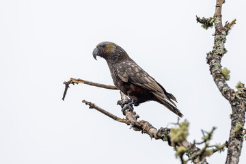 South Island Kaka Endemic Parrot of New Zealand