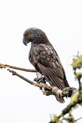 South Island Kaka Endemic Parrot of New Zealand