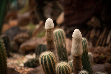 Unique cacktus plants, Micrantho Cereus, grows in the garden