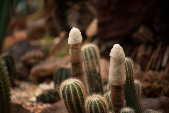 Unique cacktus plants, Micrantho Cereus, grows in the garden